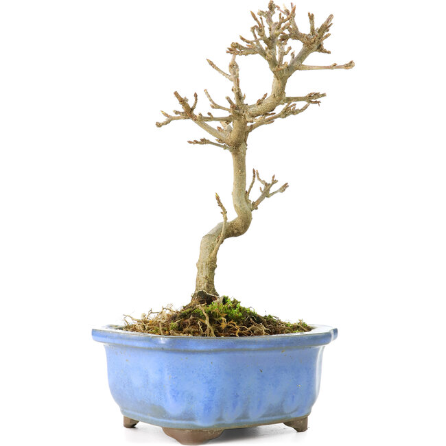 Acer buergerianum, 17,5 cm, ± 8 years old