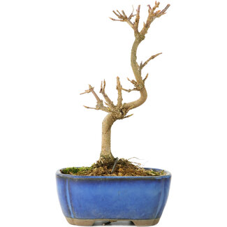 Acer buergerianum, 15 cm, ± 8 ans