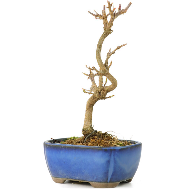 Acer buergerianum, 15 cm, ± 8 years old