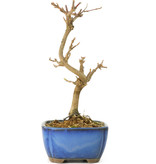Acer buergerianum, 15 cm, ± 8 Jahre alt