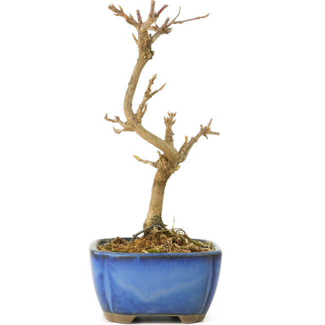 Acer buergerianum, 15 cm, ± 8 Jahre alt