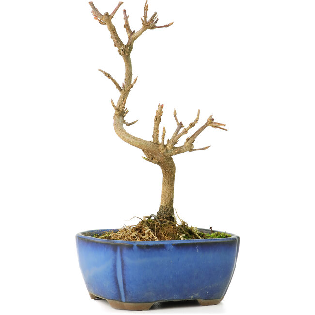 Acer buergerianum, 15 cm, ± 8 Jahre alt