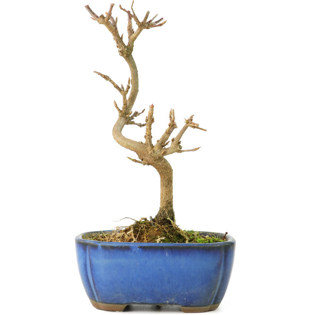 Acer buergerianum, 15 cm, ± 8 anni