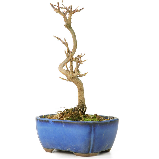 Acer buergerianum, 15 cm, ± 8 Jahre alt