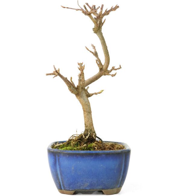 Acer buergerianum, 15 cm, ± 8 años