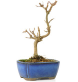 Acer buergerianum, 15 cm, ± 8 jaar oud