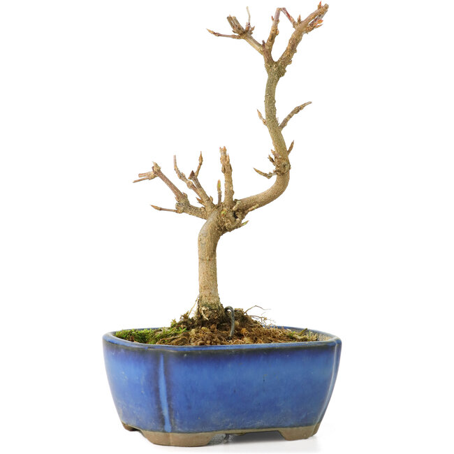 Acer buergerianum, 15 cm, ± 8 años