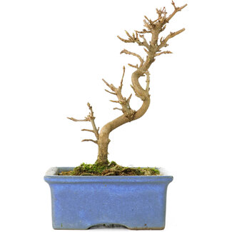 Acer buergerianum, 13 cm, ± 8 ans, dans un pot cassé