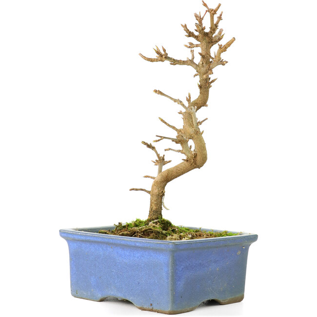 Acer buergerianum, 13 cm, ± 8 anni