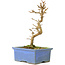 Acer buergerianum, 13 cm, ± 8 Jahre alt