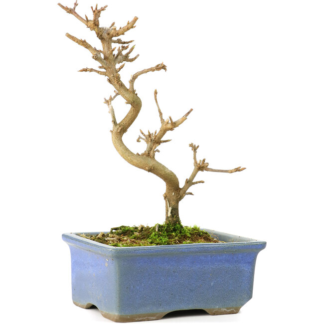 Acer buergerianum, 13 cm, ± 8 años