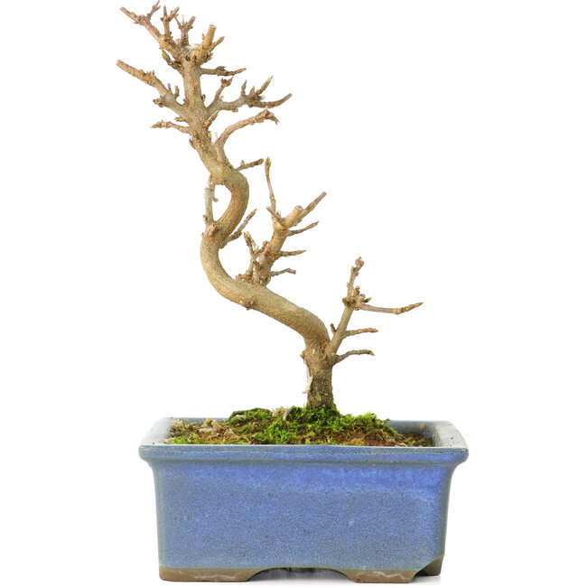 Acer buergerianum, 13 cm, ± 8 jaar oud