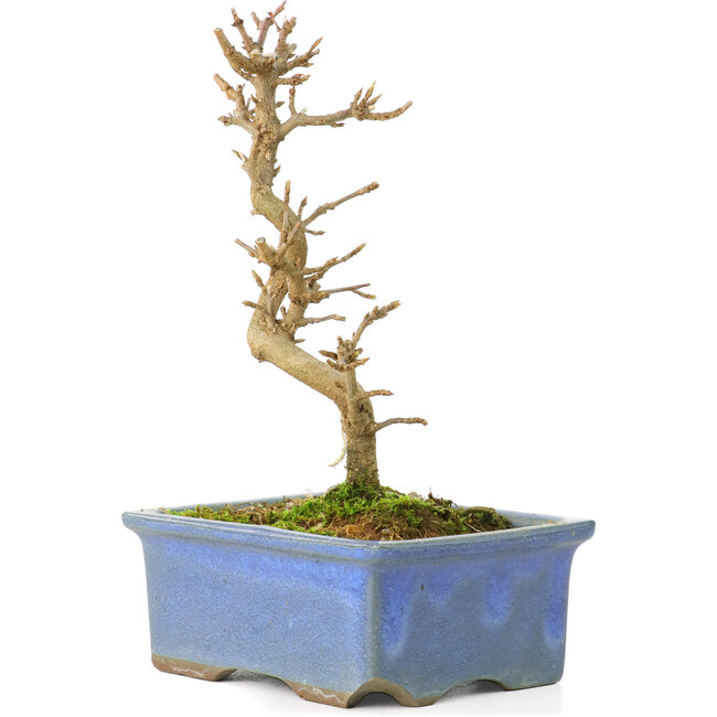 Acer buergerianum, 13 cm, ± 8 jaar oud
