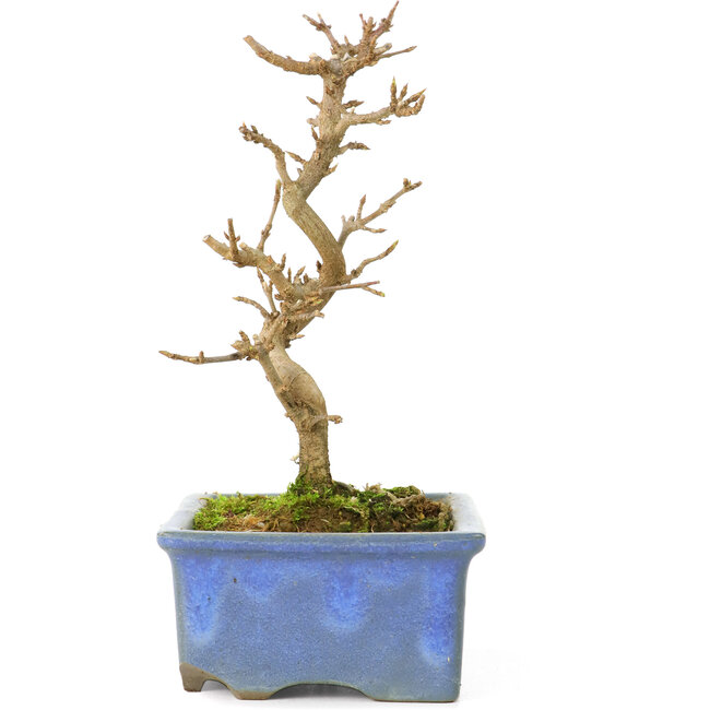 Acer buergerianum, 13 cm, ± 8 anni