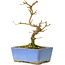 Acer buergerianum, 13 cm, ± 8 years old