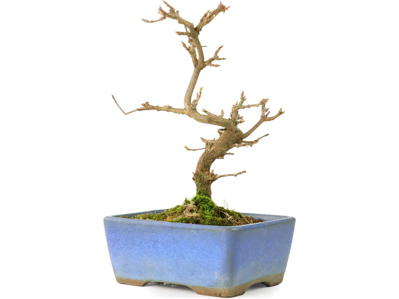 Acer buergerianum, 13 cm, ± 8 jaar oud