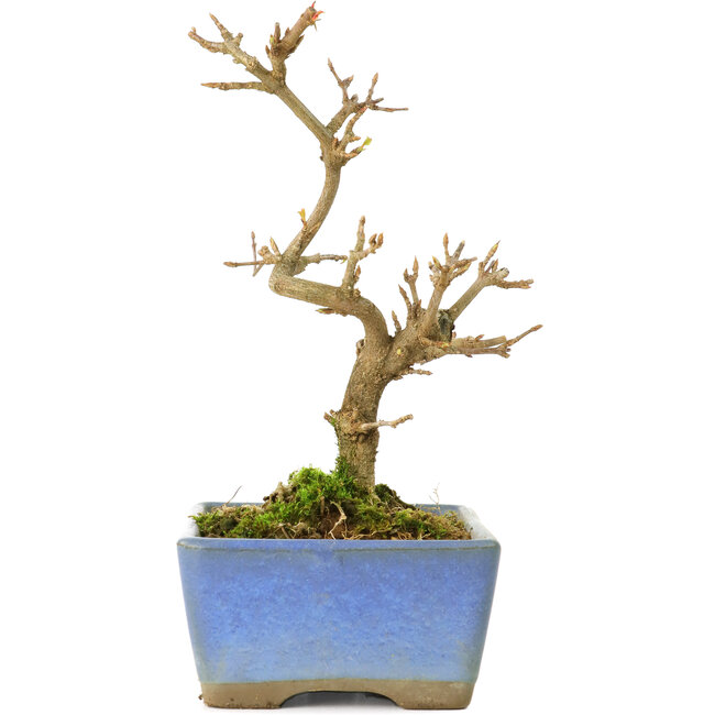 Acer buergerianum, 13 cm, ± 8 anni