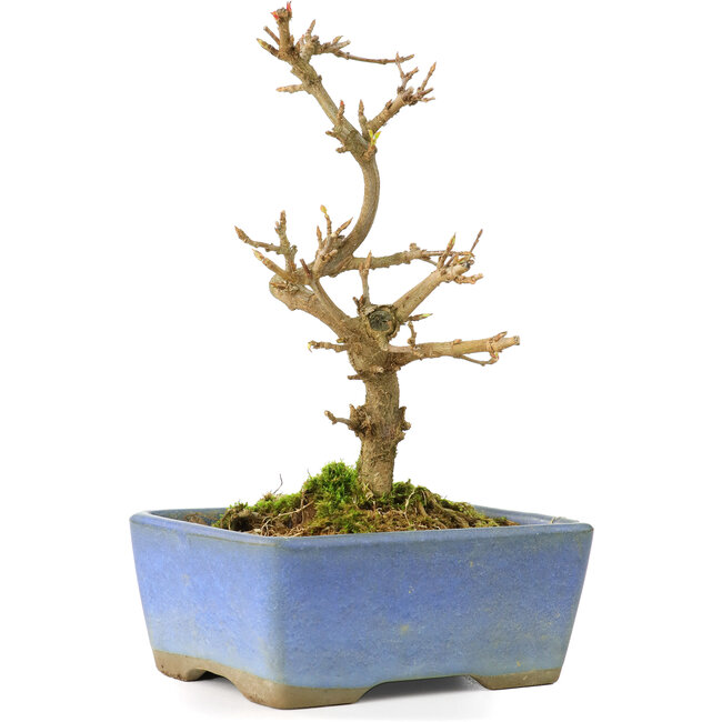 Acer buergerianum, 13 cm, ± 8 anni