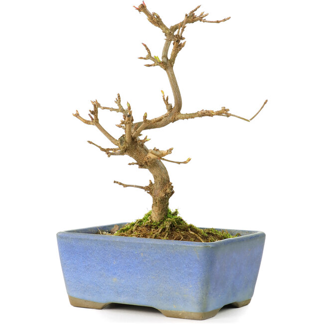 Acer buergerianum, 13 cm, ± 8 jaar oud