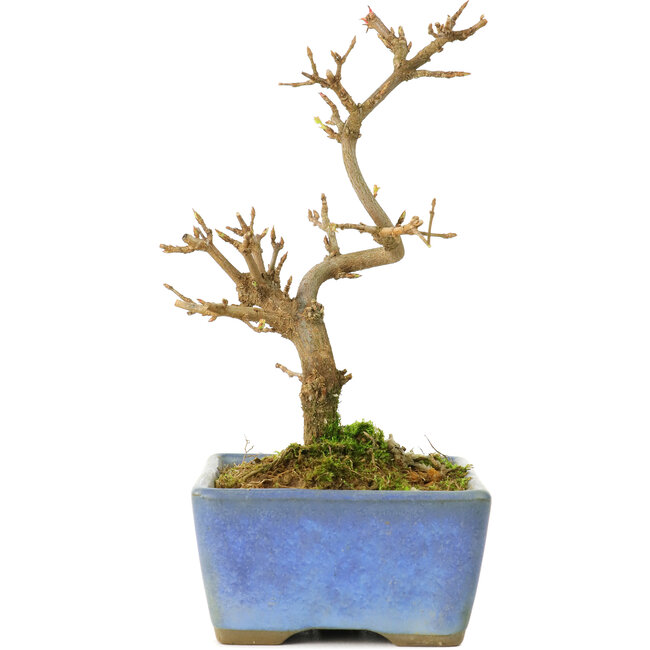 Acer buergerianum, 13 cm, ± 8 Jahre alt