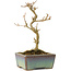 Acer buergerianum, 14,5 cm, ± 8 ans