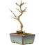 Acer buergerianum, 14,5 cm, ± 8 ans