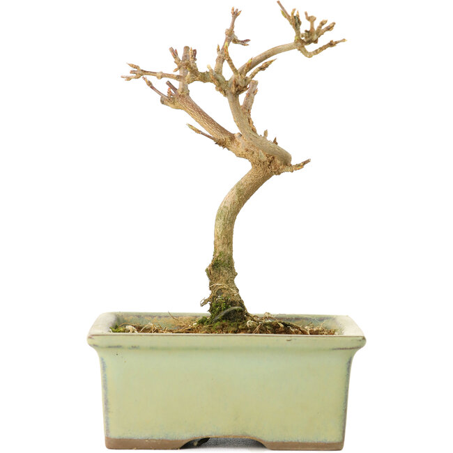 Acer buergerianum, 12 cm, ± 8 ans