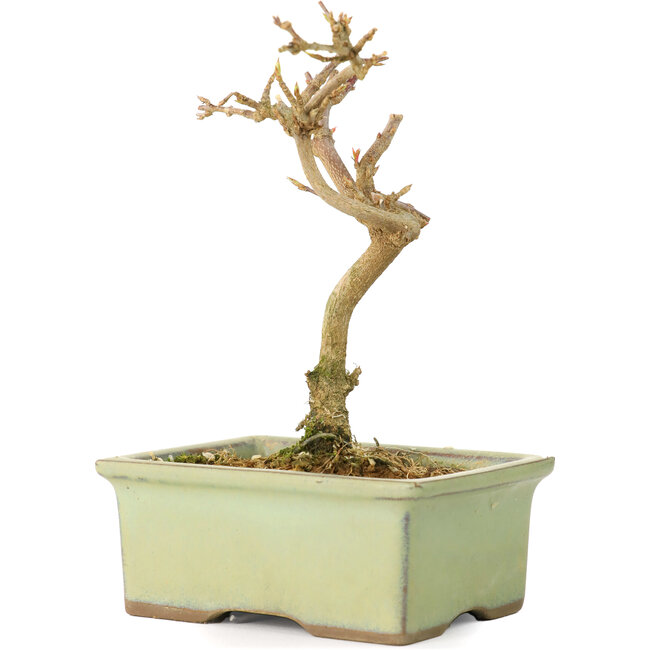 Acer buergerianum, 12 cm, ± 8 jaar oud