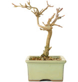 Acer buergerianum, 12 cm, ± 8 Jahre alt