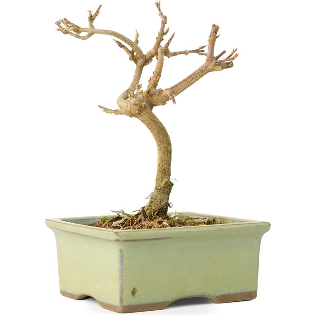 Acer buergerianum, 12 cm, ± 8 Jahre alt