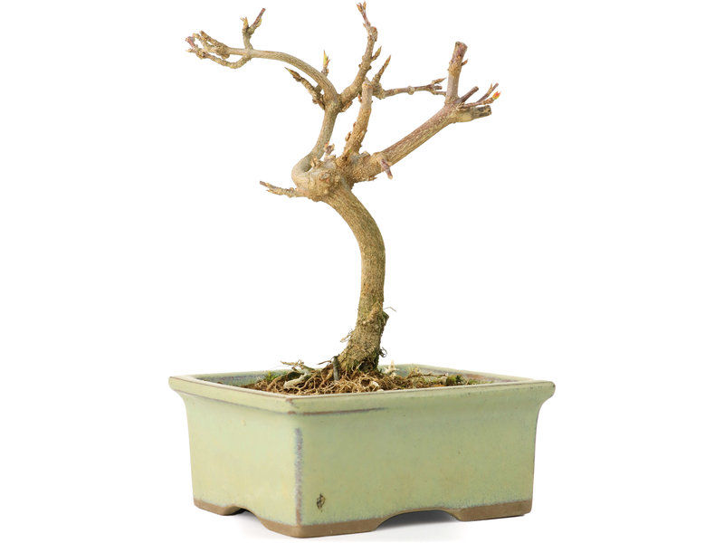 Acer buergerianum, 12 cm, ± 8 Jahre alt