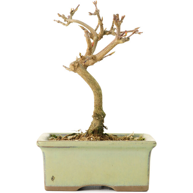 Acer buergerianum, 12 cm, ± 8 años