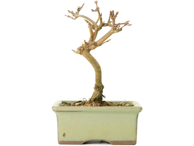 Acer buergerianum, 12 cm, ± 8 jaar oud
