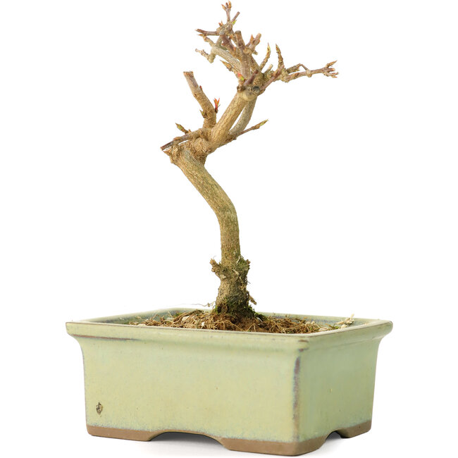 Acer buergerianum, 12 cm, ± 8 años