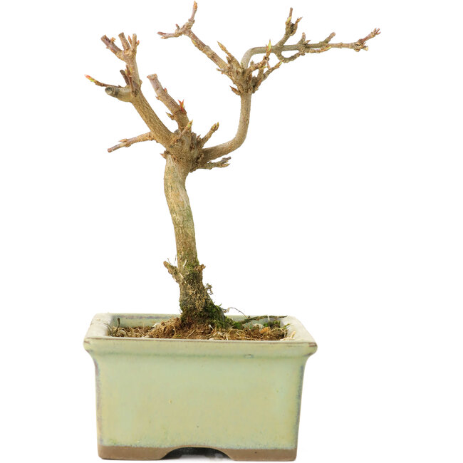 Acer buergerianum, 12 cm, ± 8 anni