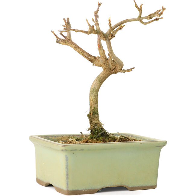 Acer buergerianum, 12 cm, ± 8 años