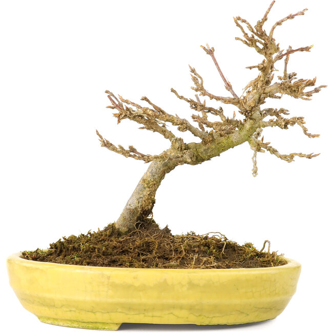 Acer buergerianum, 12,3 cm, ± 20 anni, con piccole foglie in vaso rotto