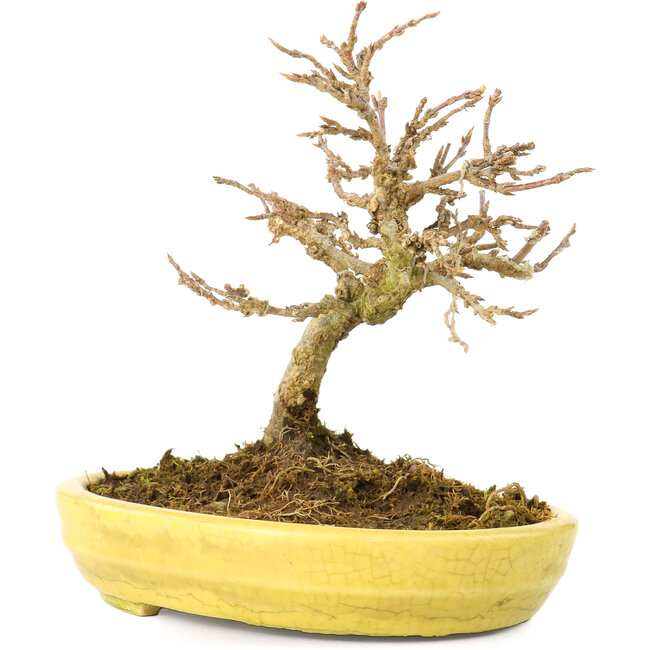 Acer buergerianum, 12,3 cm, ± 20 Jahre alt, mit kleinen Blättern in einem zerbrochenen Topf