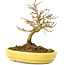 Acer buergerianum, 12,3 cm, ± 20 anni, con piccole foglie in vaso rotto