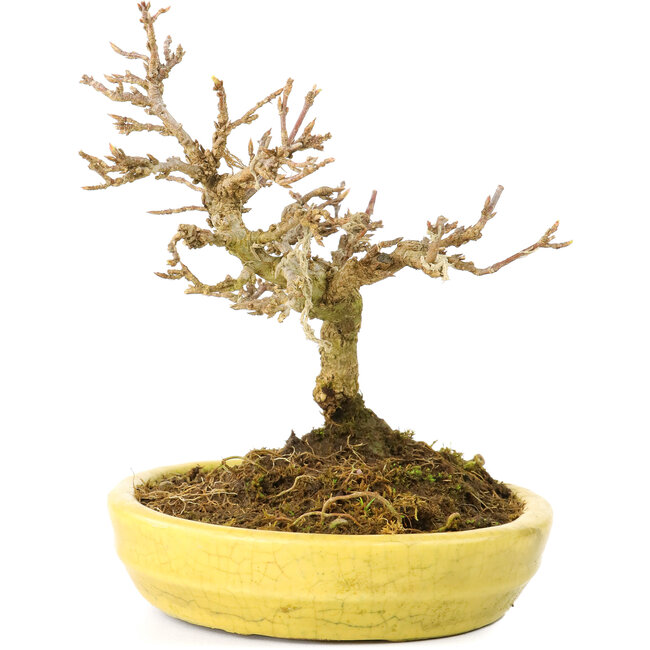 Acer buergerianum, 12,3 cm, ± 20 ans, avec de petites feuilles dans un pot cassé