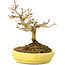 Acer buergerianum, 12,3 cm, ± 20 anni, con piccole foglie in vaso rotto