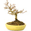 Acer buergerianum, 12,3 cm, ± 20 ans, avec de petites feuilles dans un pot cassé