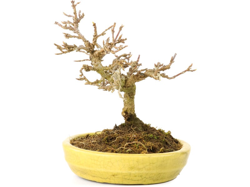 Acer buergerianum, 12,3 cm, ± 20 jaar oud, met kleine blaadjes in een gebroken pot