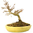 Acer buergerianum, 12,3 cm, ± 20 anni, con piccole foglie in vaso rotto