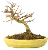 Acer buergerianum, 12,3 cm, ± 20 Jahre alt, mit kleinen Blättern in einem zerbrochenen Topf