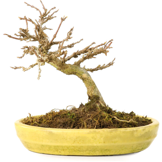 Acer buergerianum, 12,3 cm, ± 20 años, con hojas pequeñas en maceta rota