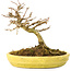 Acer buergerianum, 12,3 cm, ± 20 jaar oud, met kleine blaadjes in een gebroken pot