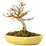 Acer buergerianum, 12,3 cm, ± 20 anni, con piccole foglie in vaso rotto