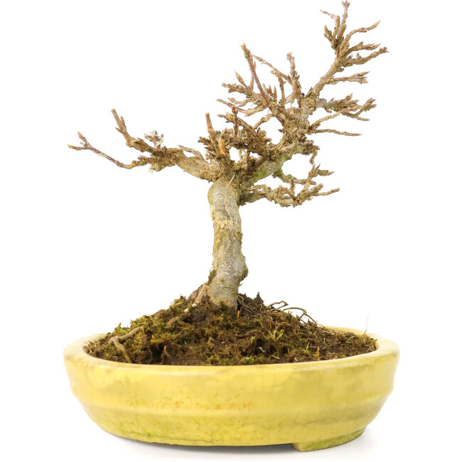 Acer buergerianum, 12,3 cm, ± 20 Jahre alt, mit kleinen Blättern in einem zerbrochenen Topf