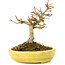 Acer buergerianum, 12,3 cm, ± 20 anni, con piccole foglie in vaso rotto